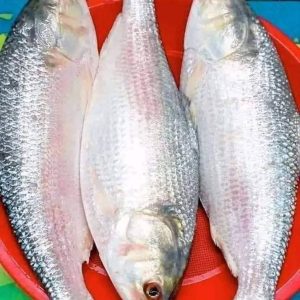 ৬ পিস মাছে ৫ কেজি