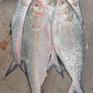 ৫ পিস মাছে ৮ কেজি