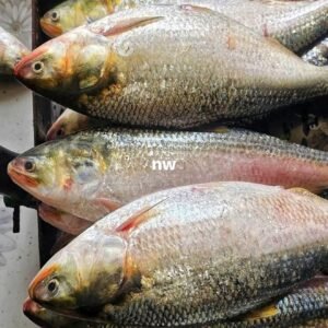 ৫ পিসে ৫ কেজি ২৫০০ টাকা