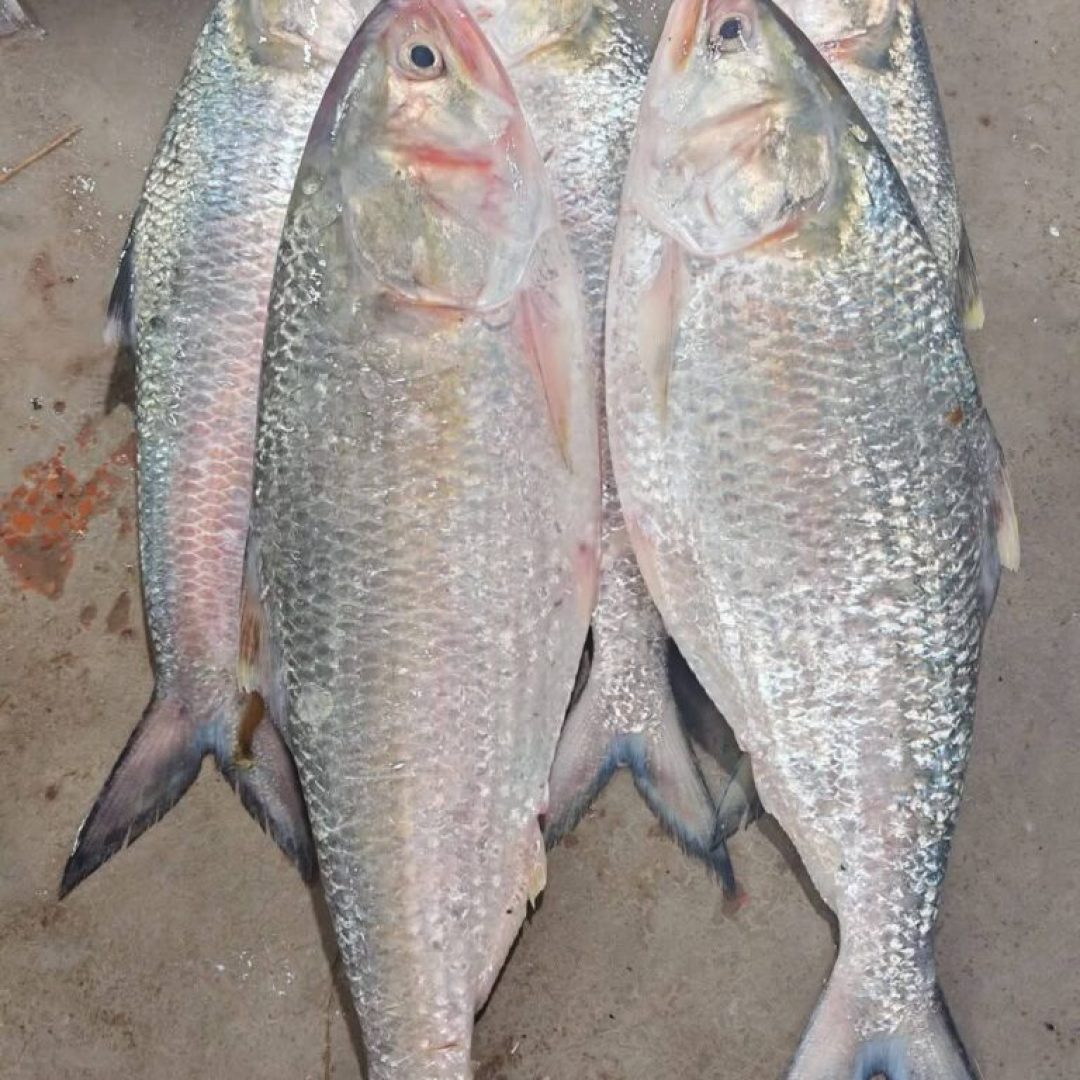 5-768x1024